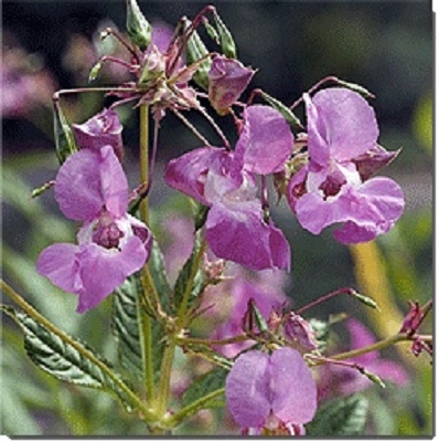 Bachblüten-Einzelmittel