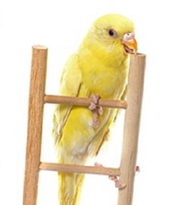 Einrichtung für Vögel