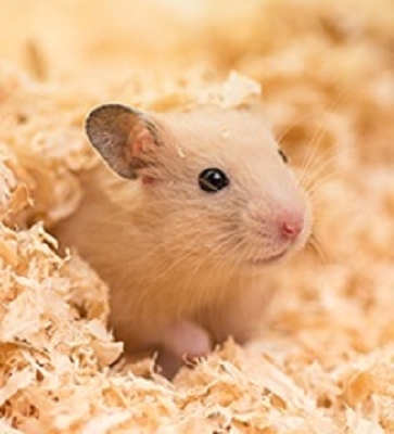 Meerschweinchen Probier Paket