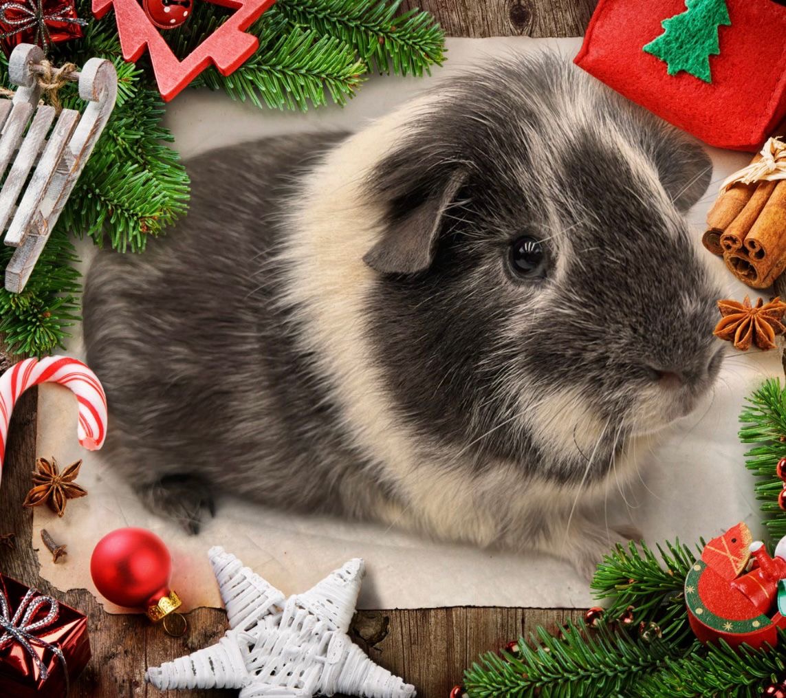 Weihnachtsmeerschweinchen