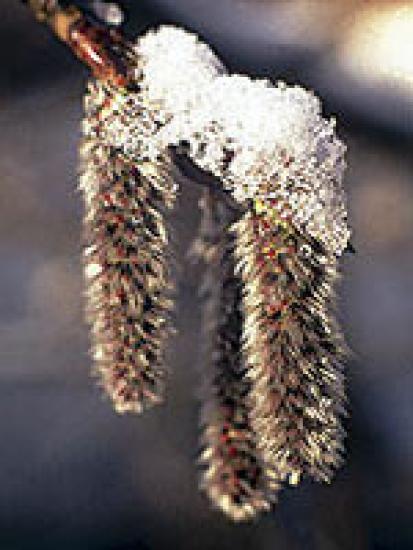 Aspen (Zitterpappel) 15gr Globuli