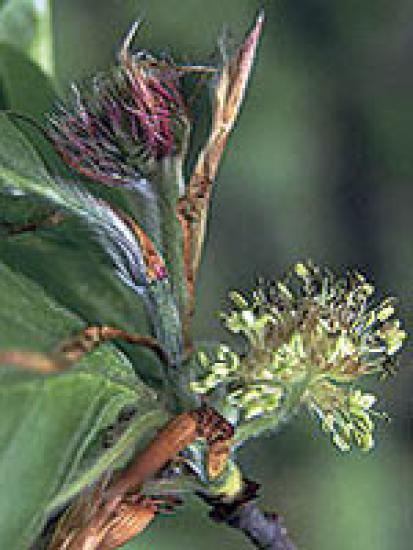 Beech (Rotbuche) 15gr Globuli
