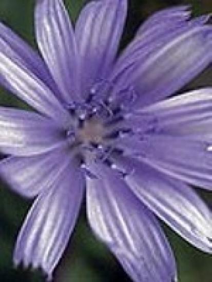 Chicory (Wegwarte) 15gr Globuli