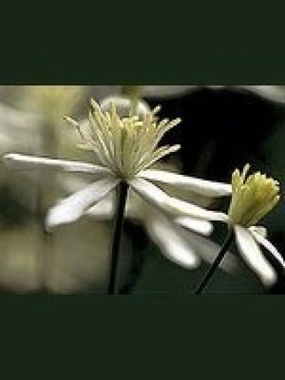 Clematis (Weiße Waldrebe) 15gr Globuli