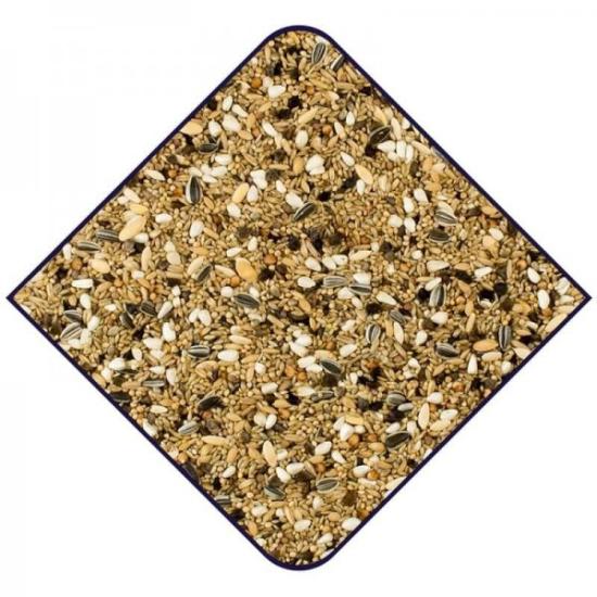 pyrrhura rotschwanzsittich mischung