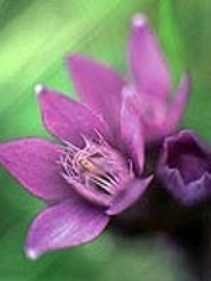 Gentian (Herbstenzian) 15gr Globuli