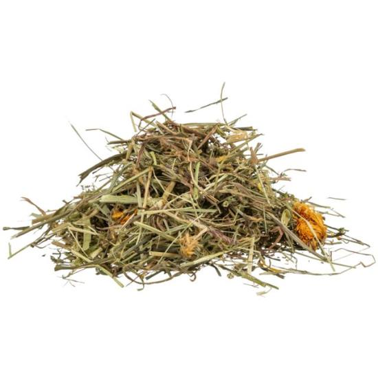 Gräser Wiesenkräuter Landschildkröten