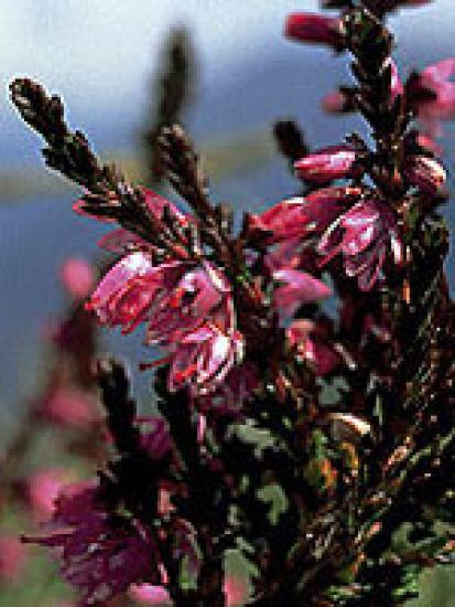 Heather (Schottisches Heidekraut) 15gr Globuli