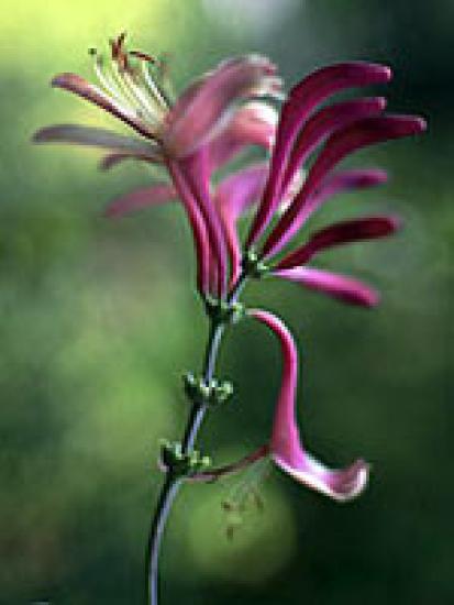 Honeysuckle (Waldgeißblatt) 15gr Globuli
