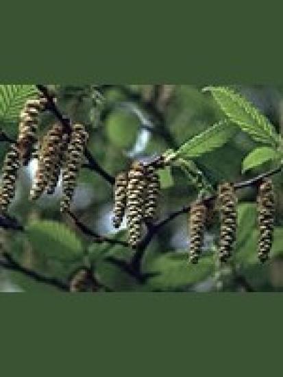 Hornbeam (Hainbuche) 15gr Globuli