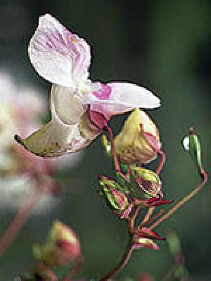 Impatiens (Drüsentragendes Springkraut) 15gr Globuli