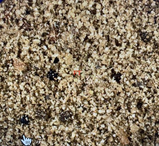 weichfutter mit früchten für weichfresser