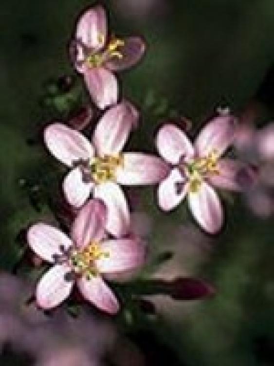 Centaury (Tausendgüldenkraut) 15gr Globuli