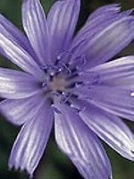 Chicory (Wegwarte) 15gr Globuli