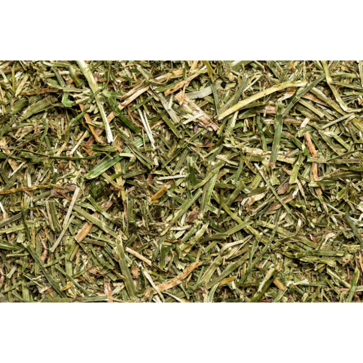 Luzerne für Kleinnager