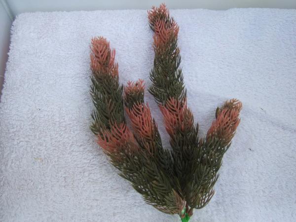 Kunststoff-Pflanze Red Ludwigia