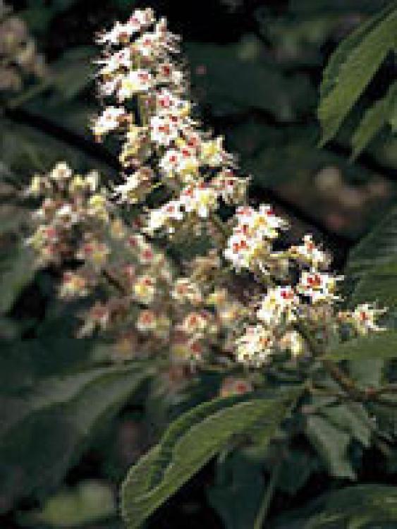 White Chestnut (weiße Kastanie) 15gr Globuli
