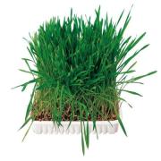 Kleintiergras Schale (100gr)